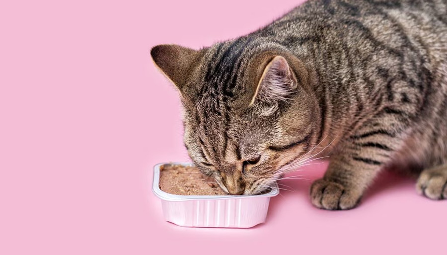 Populair Dierenwinkel -Populair Dierenwinkel 1