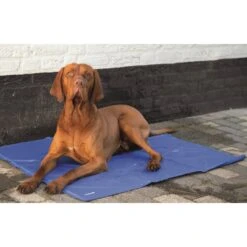 Beeztees Quick Cooler Koelmat IZI Blauw -Populair Dierenwinkel quick cooler koelmat izi blauw 1 2